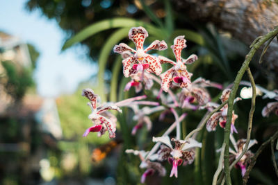 Close-up of flowers blooming outdoors