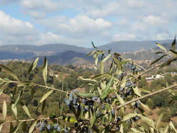 Scenic view of vineyard against sky