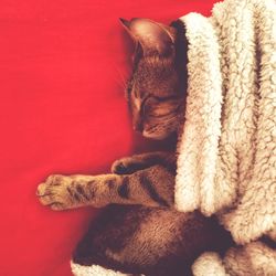 Close-up of cat sleeping