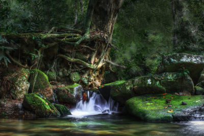 Scenic view of waterfall in forest