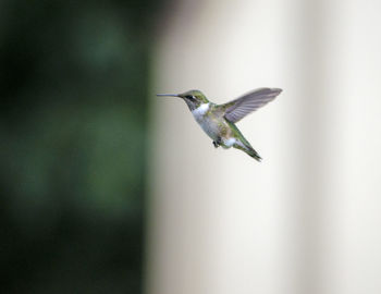 Close-up of bird flying against blurred background