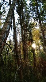 Low angle view of trees in forest against sky