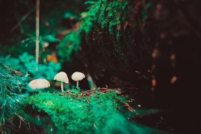 Close-up of three mushrooms