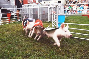 Close-up of pig race
