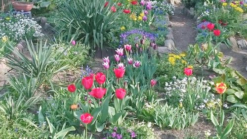 Close up of red flowers blooming in park