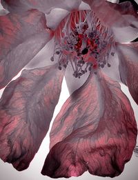 Close-up of red flower