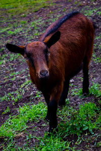 Horse standing in a field