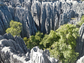 Plants growing on rocks