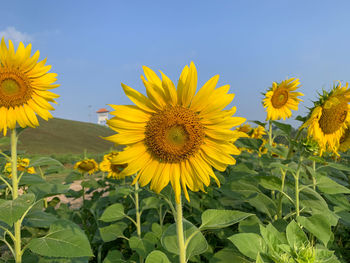 sunflower