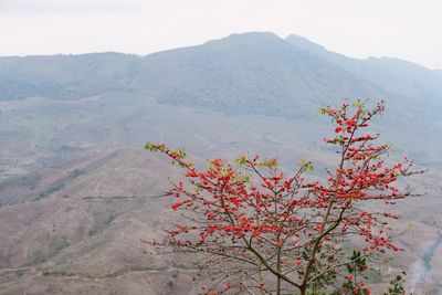Scenic view of tree mountains against clear sky