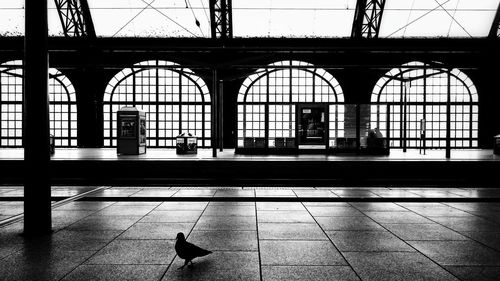 Bird on platform