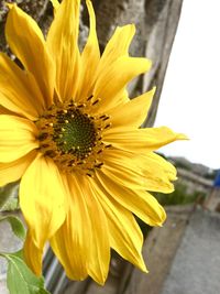 Close-up of yellow sunflower blooming outdoors