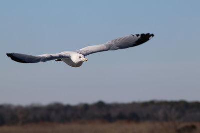 Low angle view of seagull flying against clear sky