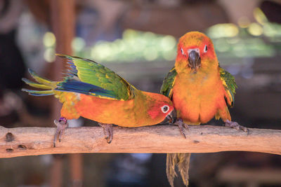 Close-up of parrot perching on tree