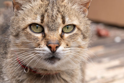 Close-up portrait of a cat