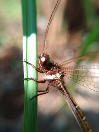 Close-up of dragonfly on plant