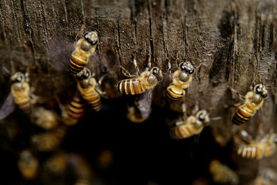Close-up of bees on wood