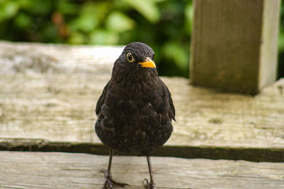 Close-up of bird perching on wood