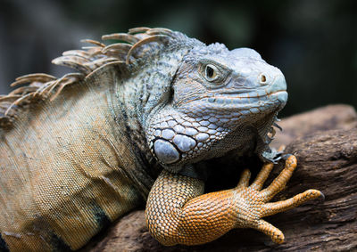 Close-up of iguana on wood