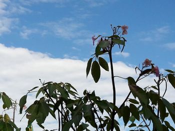 Low angle view of flower tree against sky