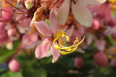 Close-up of pink flower blooming on tree