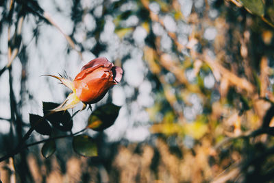 Close-up of orange flower on branch