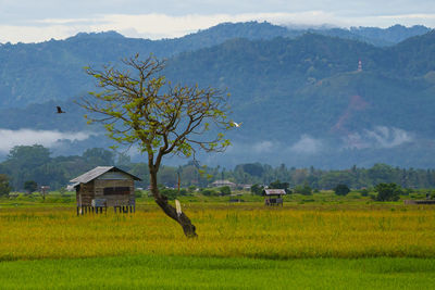 Lone tree in a paddy field