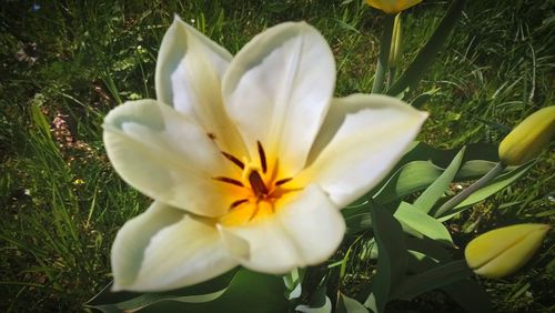 Close-up of white crocus flower on field