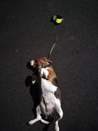 High angle view of dog standing on road