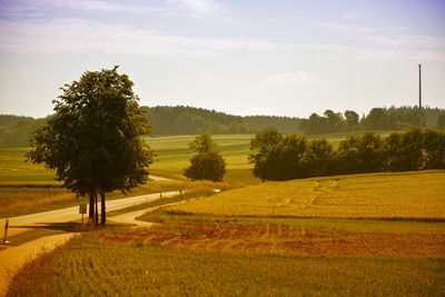 Scenic view of agricultural field against sky