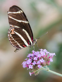 Close-up of butterfly pollinating on flower