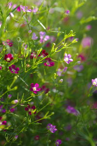 Close-up of pink flowering plant