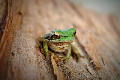 Close-up of green lizard