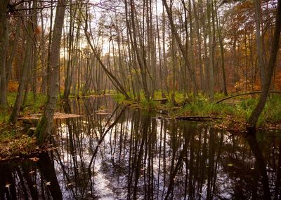 Reflection of trees in lake