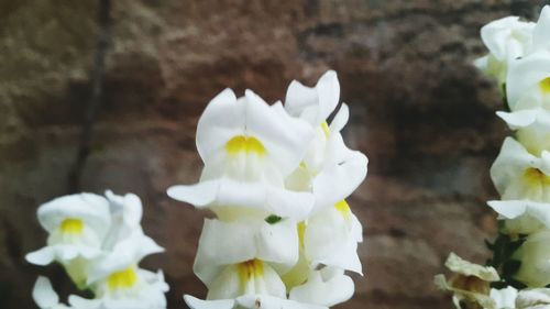 Close-up of white flowers blooming outdoors