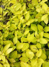 Full frame shot of fresh green leaves