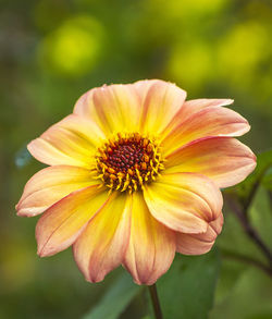 Close-up of yellow flower blooming outdoors