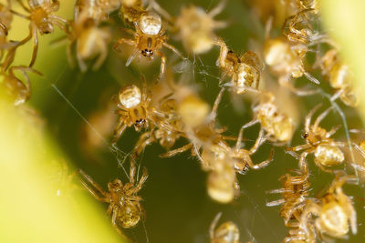 Close-up of spider on plant