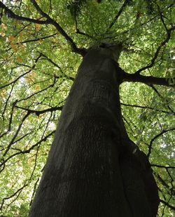 Low angle view of tree in forest