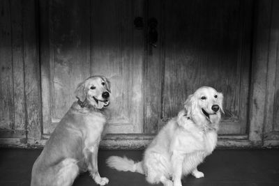 View of dogs sitting