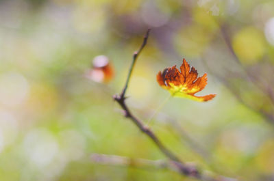 Close-up of red flowering plant