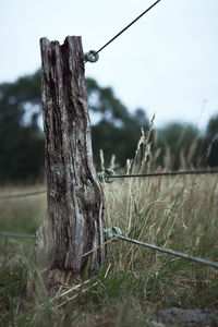 Dead tree on wooden post in field