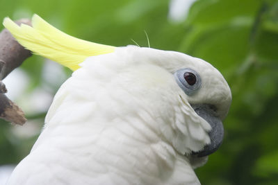 Close-up of cockatoo against leaves
