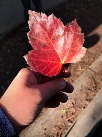 Cropped holding maple leaf