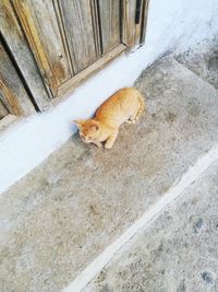 High angle view of cat sitting on floor