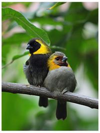 Close-up of bird perching on branch