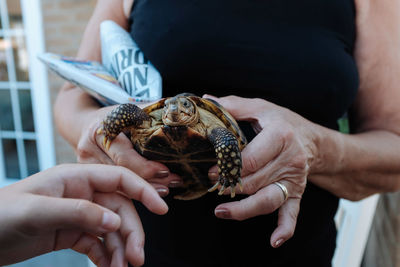 Midsection of person holding turtle