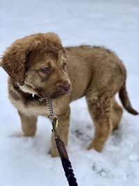 Dog looking at snow on field during winter