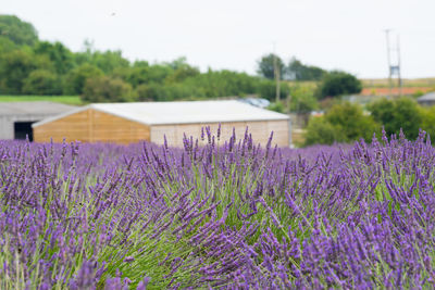 Purple flowering plants on field