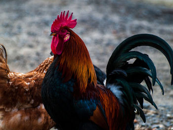 Close-up of rooster